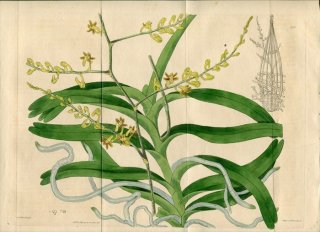 1817ǯ Edwards Botanical Register No.220  쥤ȥ° AERIDES paniculatum