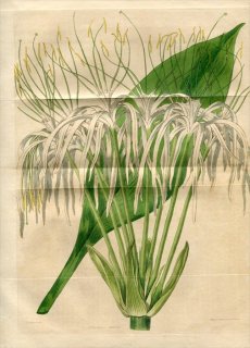 1818ǯ Edwards Botanical Register No.265 ҥХʲ ҥΥꥹ° PANCRATIUM guianense