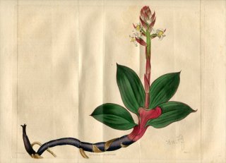 1818ǯ Edwards Botanical Register No.271  ǥ° ۥ󥳥󥷥她 GOODYERA discolor