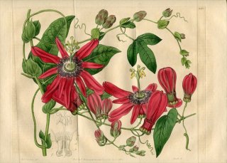 1818ǯ Edwards Botanical Register No.285 ȥ ȥ° PASSIFLORA racemosa