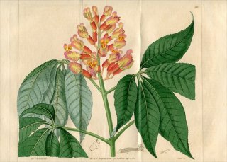 1818年 Edwards Botanical Register No.310 ムクロジ科 トチノキ属 アカバナトチノキ AESCULUS discolor