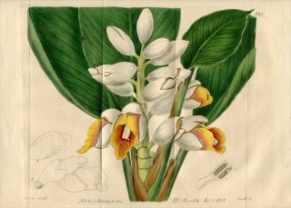 1818ǯ Edwards Botanical Register No.328 祦 ԥ˥° ALPINIA malaccensis