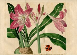 1819ǯ Edwards Botanical Register No.352 ҥХʲ ҥåڥȥ° AMARYLLIS reticulata 