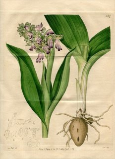 1819ǯ Edwards Botanical Register No.357  Хꥢ° ORCHIS longibracteata