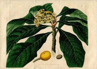 1819ǯ Edwards Botanical Register No.365 Х ӥ° ӥ MESPILUS japonica
