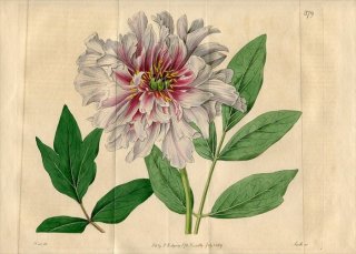 1819ǯ Edwards Botanical Register No.379 ܥ ܥ° ܥ PAEONIA Mouta.