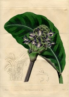 1819年 Edwards Botanical Register No.385 クズウコン科 ゴエプペルチア属 MARANTA zebrina