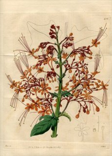 1819ǯ Edwards Botanical Register No.406  ° CLERODENDRON paniculatum