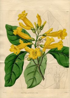 1819ǯ Edwards Botanical Register No.418 Υ󥫥 ͥѥ° BIGNONIA grandifolia