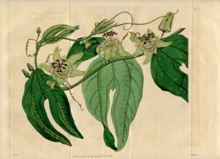 1820年 Edwards Botanical Register No.432 トケイソウ科 トケイソウ属 PASSIFLORA tuberosa