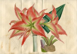 1821ǯ Edwards Botanical Register No.534 ҥХʲ ҥåڥȥ° AMARYLLIS acuminata