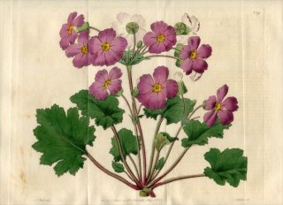 1821ǯ Edwards Botanical Register No.539 饽 饽° PRIMULA praenitens