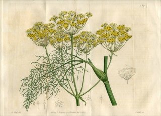 1821年 Edwards Botanical Register No.559 セリ科 オオウイキョウ属 PEUCEDANUM aureum