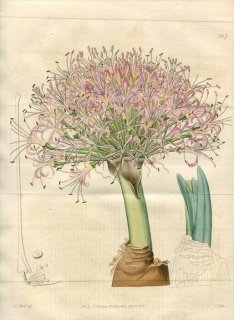 1821年 Edwards Botanical Register No.567 ヒガンバナ科 ボオフォネ属 BRUNSVIGIA toxicaria