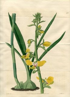 1821ǯ Edwards Botanical Register No.573  ͥ䥬° LISSOCHILUS speciosus