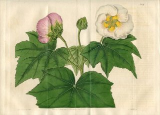 1821ǯ Edwards Botanical Register No.589  ե襦° ե襦 HIBISCUS mutabilis