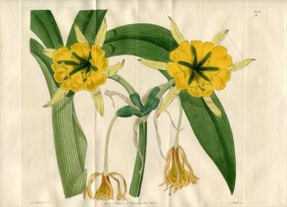 1822ǯ Edwards Botanical Register No.600 ҥХʲ ° PANCRATIUM Amancaes 2
