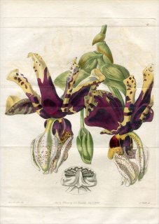 1839年 Edwards Botanical Register No.1 ラン科 スタンホペア属 STANHOPEA tigrina