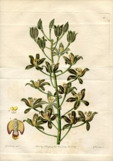 1839年 Edwards Botanical Register No.65 ラン科 グラマトフィルム属 GRAMMATOPHYLLUM multiflorum