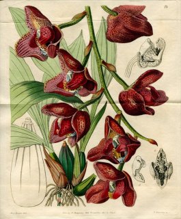 1843年 Edwards Botanical Register No.18 ラン科 ぺリステリア属 PERISTERIA Humboldti