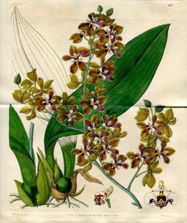 1843年 Edwards Botanical Register No.23 ラン科 トリコケントルム属 ONCIDIUM microchilum