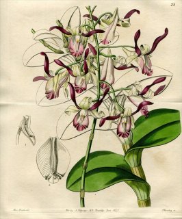 1843ǯ Edwards Botanical Register No.28  ǥɥӥ° DENDROBIUM taurinum