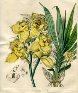 1843年 Edwards Botanical Register No.33 ラン科 モルモデス属 MORMODES luxatum