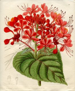 1844年 Edwards Botanical Register No.19 シソ科 クサギ属 ゲンペイクサギ CLERODENDRON infortunatum
