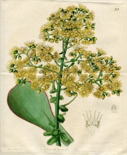1844年 Edwards Botanical Register No.35 ベンケイソウ科 アエオニウム属 AEONIUM Youngianum 多肉植物