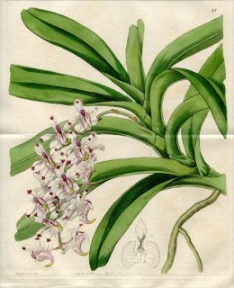 1844年 Edwards Botanical Register No.41 ラン科 エリデス属 AERIDES virens