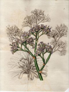 1845年 Edwards Botanical Register No.7 イソマツ科 イソマツ属 STATICE macrophylla