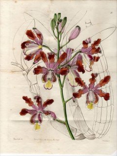 1845ǯ Edwards Botanical Register No.30  ߥᥳե° SCHOMBURGKIA tibicinis