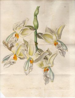 1845ǯ Edwards Botanical Register No.65  ۥڥ° STANHOPEA inodora