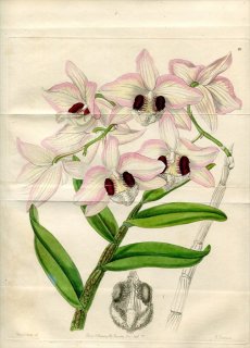 1846ǯ Edwards Botanical Register No.10  ǥɥӥ° DENDROBIUM Dalhousicanum