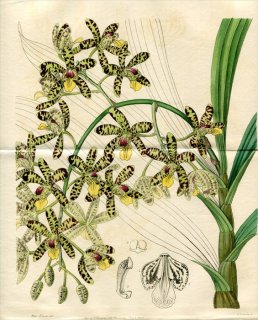 1846年 Edwards Botanical Register No.30 ラン科 アンセリア属 ANSELLIA africana