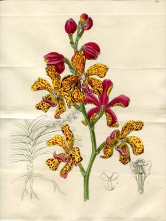 1846ǯ Edwards Botanical Register No.59  Хɥץ° VANDA Batemanni