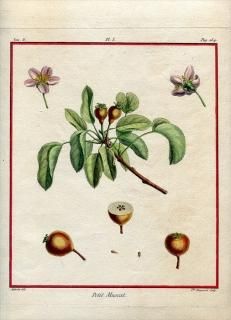 1768ǯ Duhamel du Monceau Traite des arbres fruitiers Pl.254 Х ° Petit Muscat