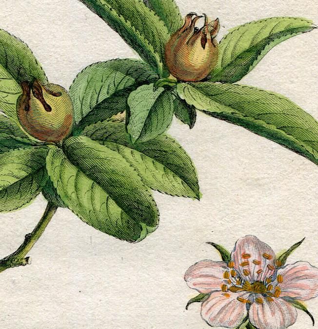 1768年 Duhamel Du Monceau Traite Des Arbres Fruitiers Pl 334 バラ科 セイヨウカリン属 セイヨウカリン Neflier Des Bois アンティークプリント ボタニカルアート 博物画の通販サイト Spirito Di Artigiano 1768年 Duhamel Du Monceau Traite Des Arbres Fruitiers Pl 334 バラ科 セイヨウカリン属 セイヨウカリン Neflier Des Bois アンティークプリント ボタニカルアート 博物画の通販サイト Spirito Di Artigiano