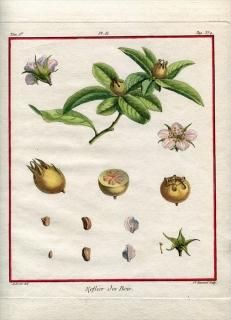 Traite Des Arbres Fruitiers アンティークプリント ボタニカルアート 博物画の通販サイト Spirito Di Artigiano Traite Des Arbres Fruitiers アンティークプリント ボタニカルアート 博物画の通販サイト Spirito Di Artigiano