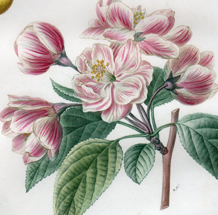 1819年 Du Monceau Nouveau Traite des Arbres Fruitiers No.1 バラ科 リンゴ属 ホンカイドウ  MALUS spectabilis - アンティークプリント ボタニカルアート 博物画の通販サイト Spirito di Artigiano