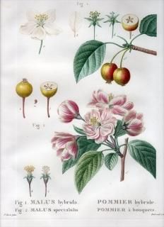 1819ǯ Du Monceau Nouveau Traite des Arbres Fruitiers No.1 Х ° ۥ󥫥ɥ MALUS spectabilis