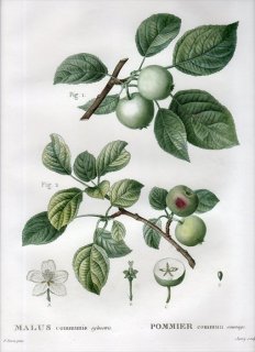 1819ǯ Du Monceau Nouveau Traite des Arbres Fruitiers No.4 Х ° MALUS communis sylvestris