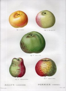 1819ǯ Du Monceau Nouveau Traite des Arbres Fruitiers No.5 Х ° MALUS communis