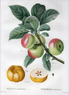 1819ǯ Du Monceau Nouveau Traite des Arbres Fruitiers No.7 Х ° MALUS communis
