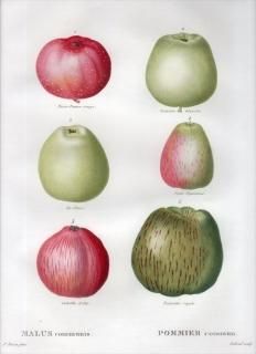 1819ǯ Du Monceau Nouveau Traite des Arbres Fruitiers No.8 Х ° MALUS communis