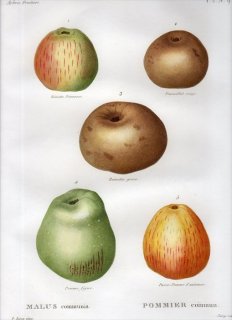 1819ǯ Du Monceau Nouveau Traite des Arbres Fruitiers No.9 Х ° MALUS communis