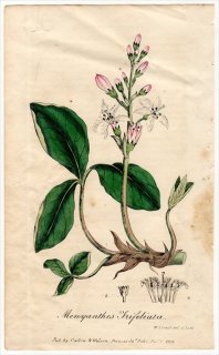 1829ǯ Spratt Flora Medica ߥĥ ߥĥ° ߥĥ Menyanthes Trifoliata