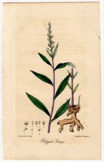 1829年 Spratt Flora Medica ヒメハギ科 ヒメハギ属 セネガ Polygala Senega