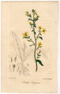 1829年 Spratt Flora Medica キク科 アキノキリンソウ属 アキノキリンソウ Solidago Virgaurea