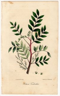1829年 Spratt Flora Medica ウルシ科 カイノキ属 テレビンノキ Pistacia Terebinthus